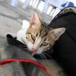 How To Prepare Your Pet For In-Cabin Airplane Travel